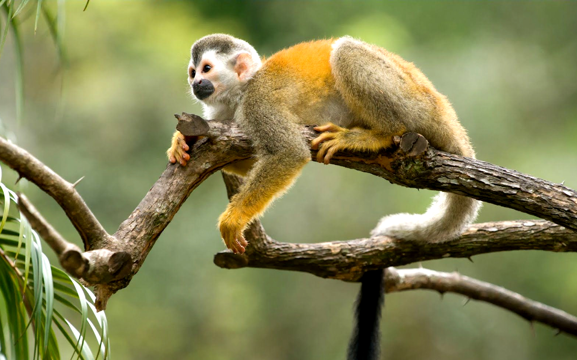 MONKEY TOURS